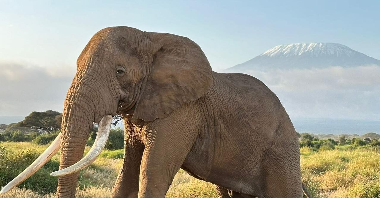 Kenya vs Tanzania Safari: Which Destination Is Right for You?